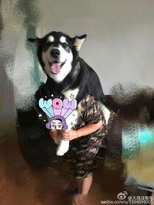 娱乐吃瓜酱妈妈的宠物,揭秘宠物界的明星生活